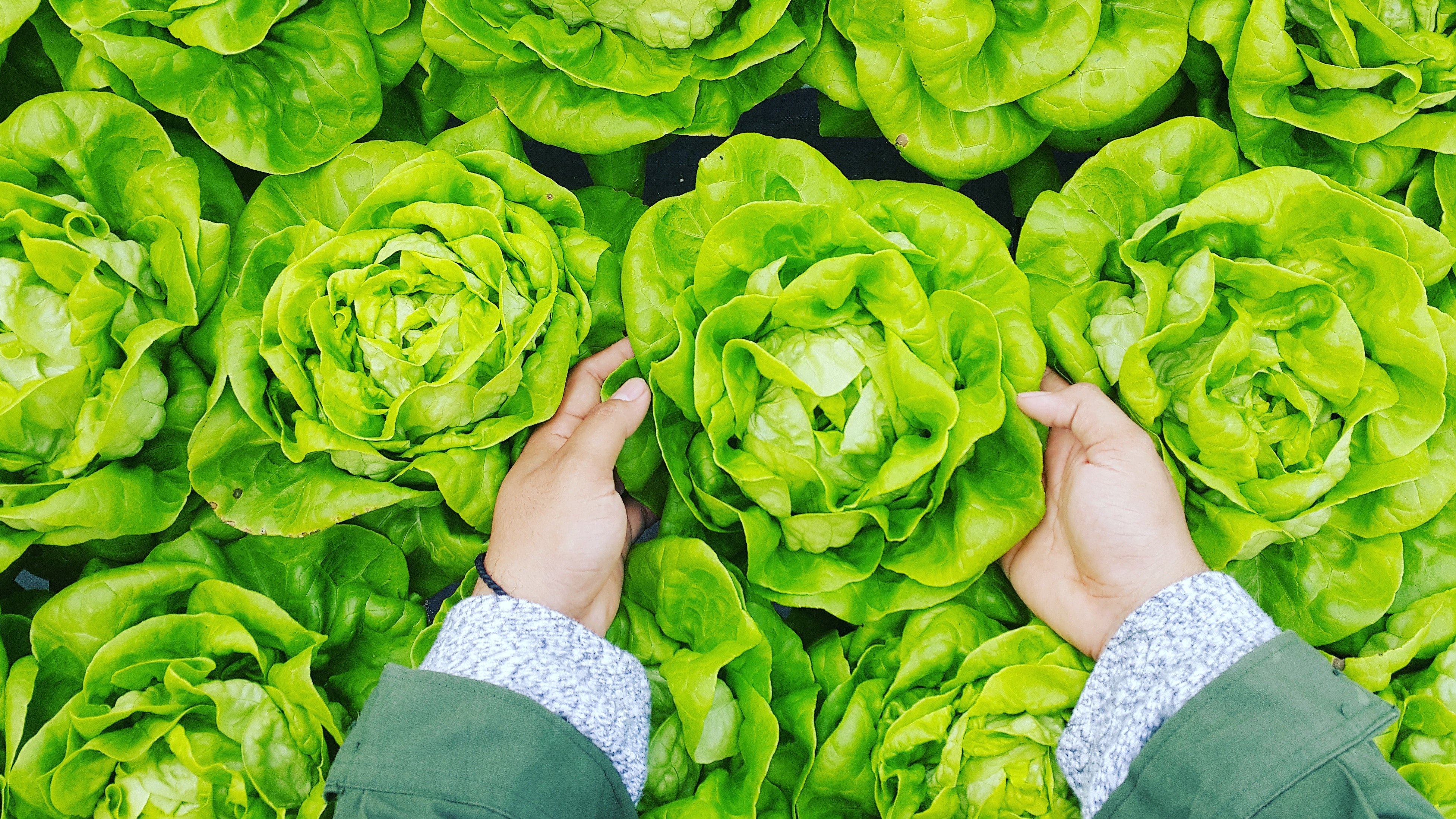 Bright green bibb lettuce with person's hands holding one head of lettuce.