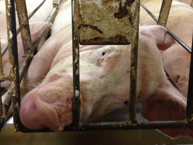 Female pig in gestation crate.