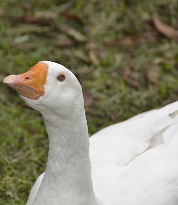 White farm duck