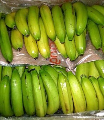 Bananas in a box