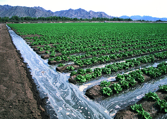 Image of lettuce field with irrigation ditches in Arizona with mountains in background
