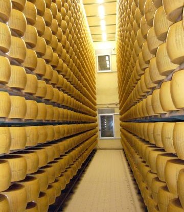 Rows of parmesan cheese wheels