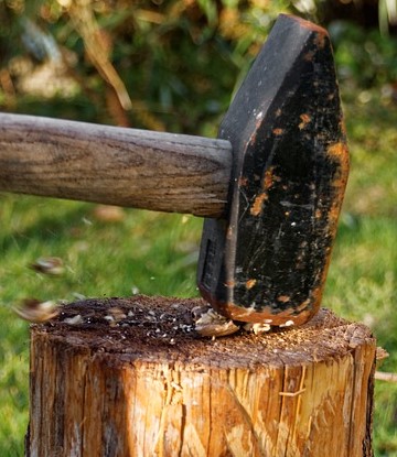Sledgehammer crushing walnut on tree stump