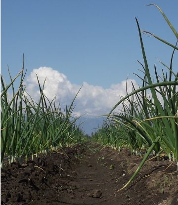 SUpply Chain Scene, image of onions growing in a field 