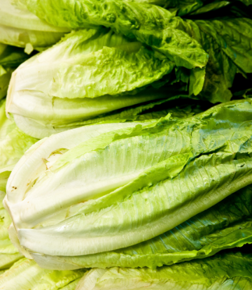 Supply Chain Scene, image of romaine lettuce 