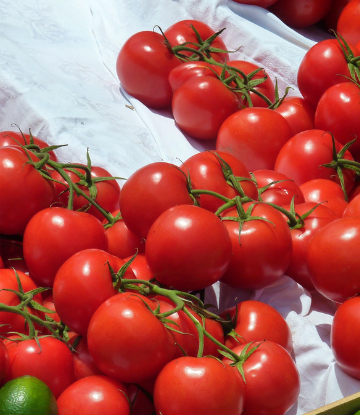 Supply Chain Scene, image of fresh tomatoes 
