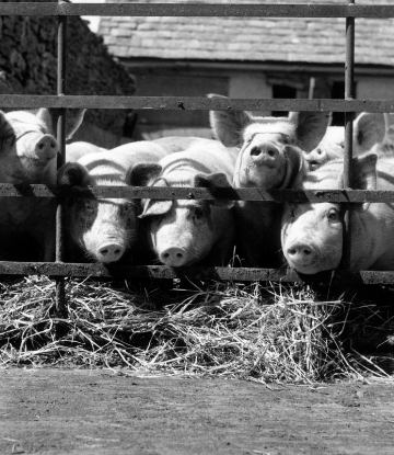 Supply Chain Scene, image of pigs on a farm 