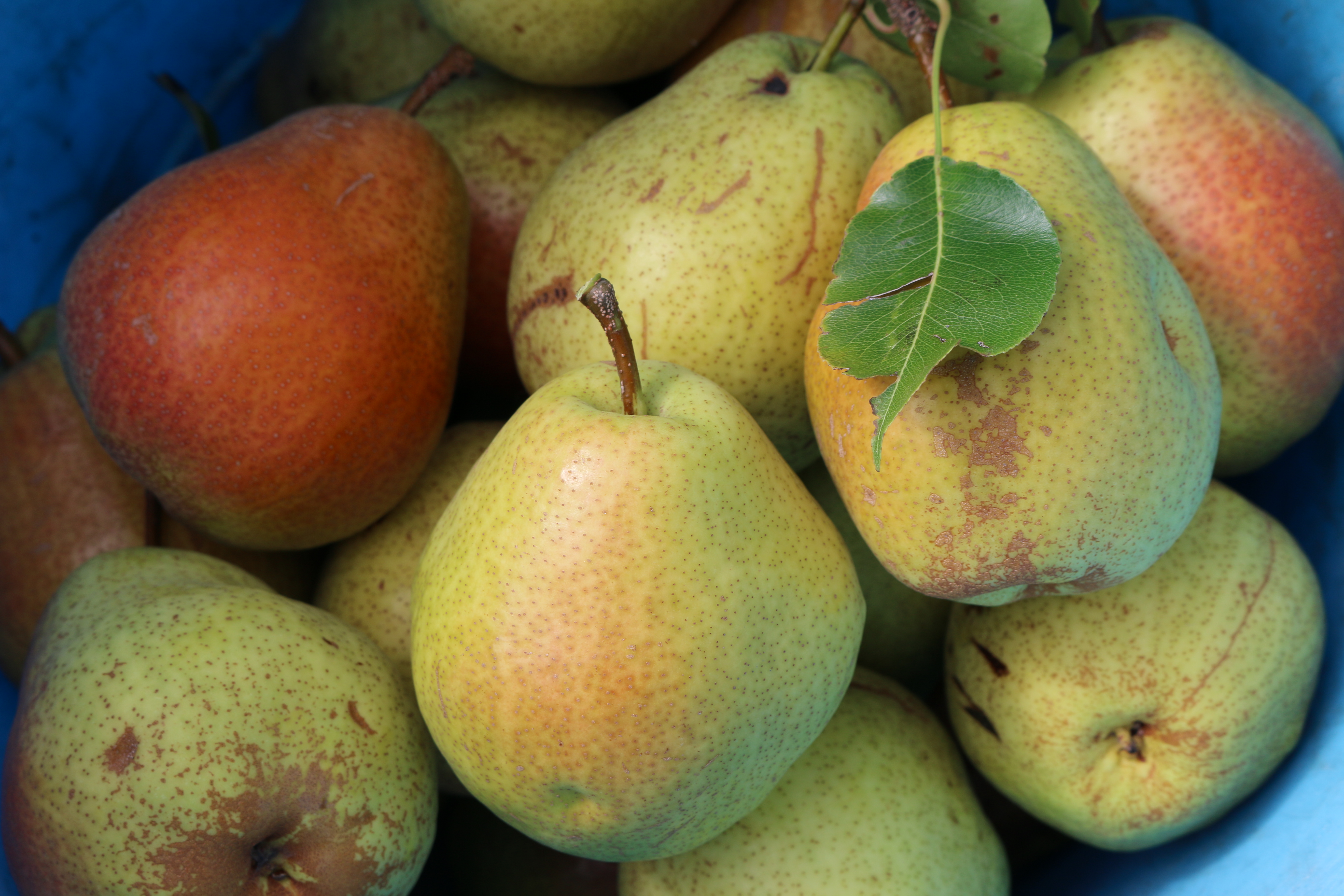 Supply Chain Scene, image of bruised pears 