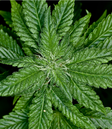 Supply Chain Scene, image of a cannabis plant 