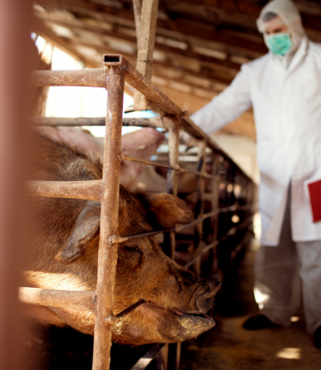 Supply Chain Scene, image of a man in facemask inspecting hog facility 
