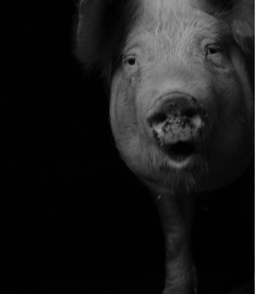 Supply Chain Scene, black and white image of a sad pig 