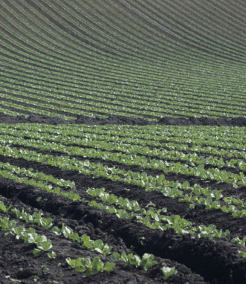 Supply Chain Scene, image of a field of growing lettuce 