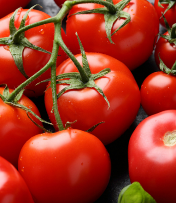 Supply Chain Scene, image of fresh tomatoes on the vine