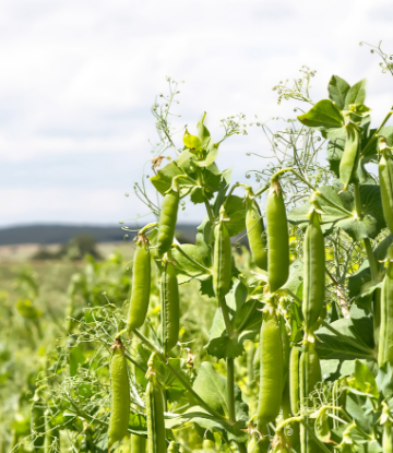 Supply Chain Scene, image of green pea crops in the field 