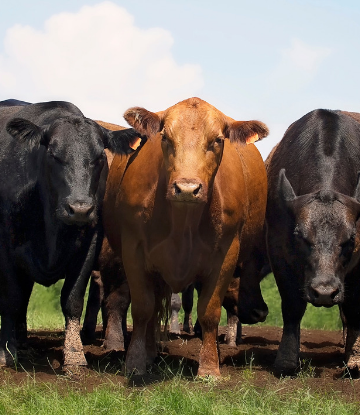 Supply Chain Scene, image of live beef cattle, grazing