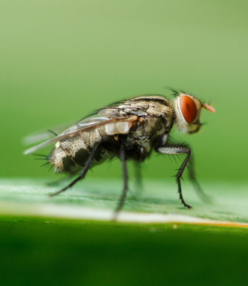 Supply Chain Scene, image of a black fly on a green leaf 