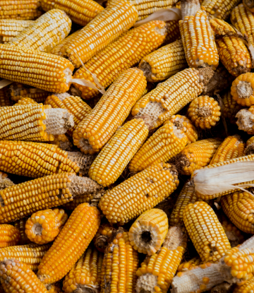 Supply Chain Scene, closeup image of dried corn, still on the cob 