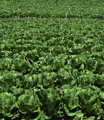 SCS, image of a field of romaine lettuce 