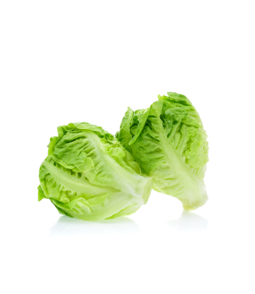 SCS, image of two heads of romaine lettuce 