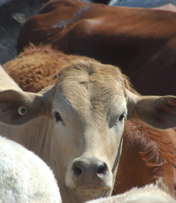 SCS, image of cattle on a feed lot 