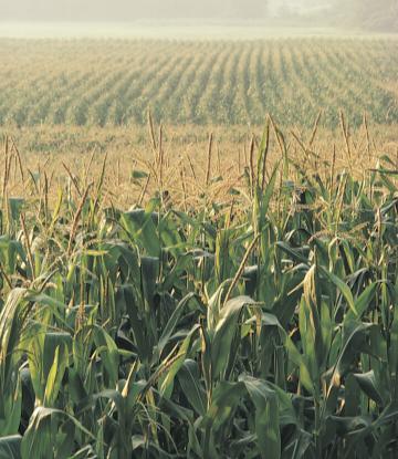 SCS, image of a field of corn 