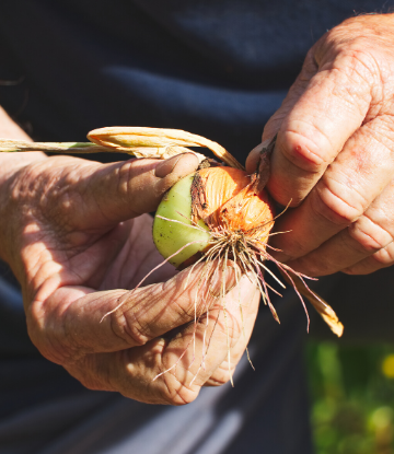 SCS, image of hands holding fresh onion harvested in the field 