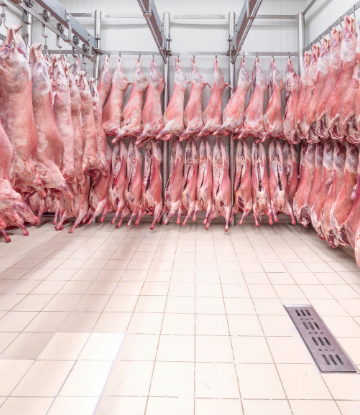 SCS, image of a cold storage meat locker with hanging hog carcases 