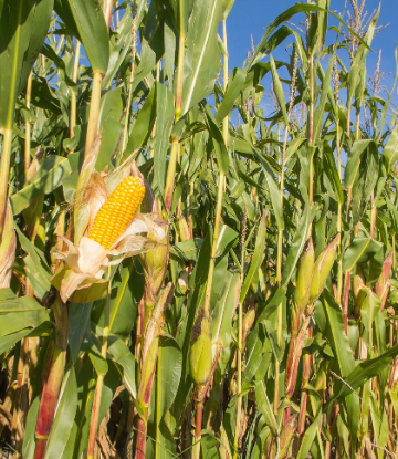 SCS, image of a field of corn