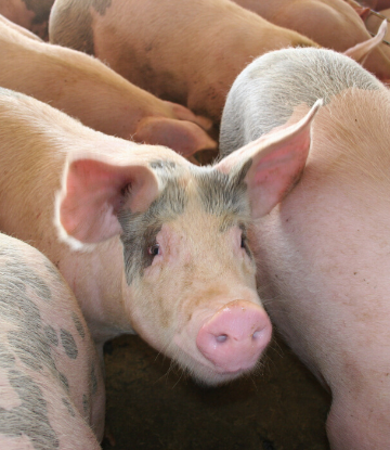 SCS, image of live hogs 