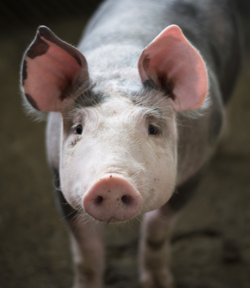 closeup Image of a small hog 