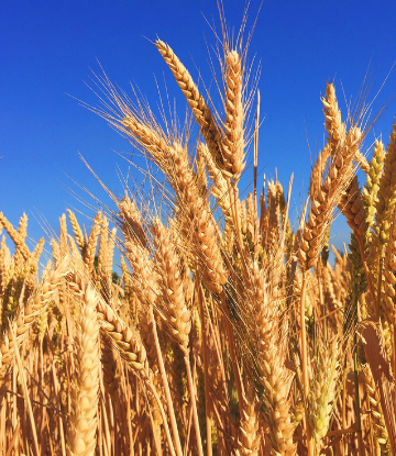 Immage of wheat in the field against a blue sky 