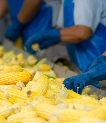 Image of line workers processing fresh sweetcorn 