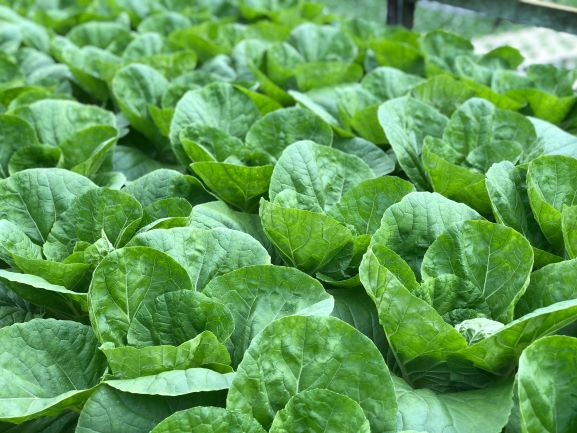 Rows of lettuce