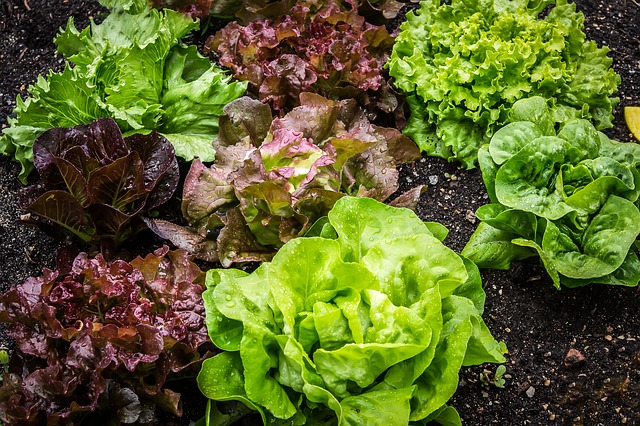 Different varieties of lettuce planted in ground including red leaf lettuce.