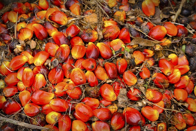 Palm oil fruit after harvest