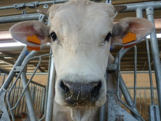 Cow looking through bars with tagged ears.