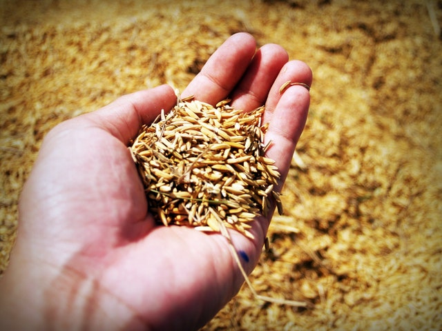 A person's hand with a scoop of harvested grain (background is more grain)