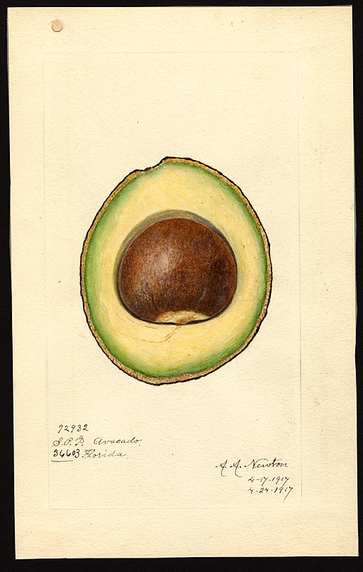 Scientific watercolor of Avocado and pit, circa 1917