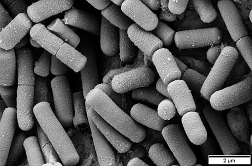 Image of bacillus cereus under microscope (in black and white)