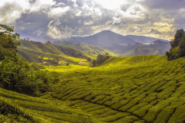 Image of tea plantation with mountains and beautiful clouds in the background.