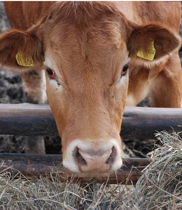 Supply Chain Scene, image of a brown cow
