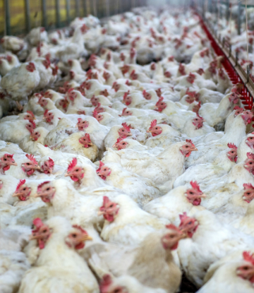 Supply Chain Scene, image of many, many chickens in a poultry facility 