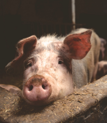 Supply Chain Scene, image of a hog in a farm pen 