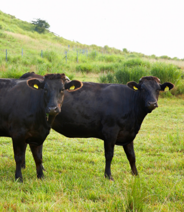 Supply Chain Scene, image of two beef cows, in the field 
