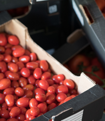 Supply Chain Scene, an open box of fresh, small tomatos 