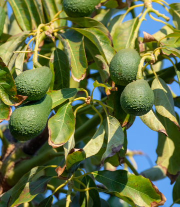 Supply Chain Scene, image of a tree with ripe avocados on it