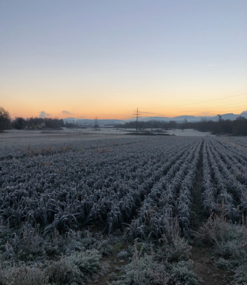 Supply Chain Scene, image of frost on a field of crops at dusk 