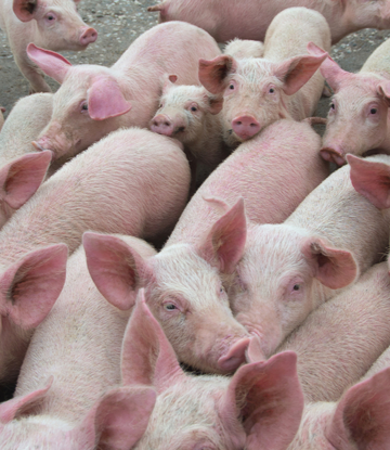Supply Chain Scene, image of a group of live hogs 