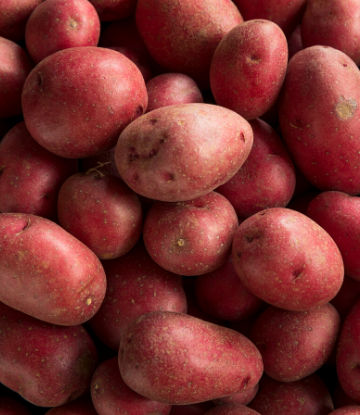Supply Chain Scene, closeup image of fresh, red potatoes 