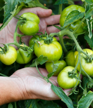 SCS, image of hands holding a cluster of green tomatoes on the vine 